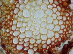 Tortella pseudofragilis