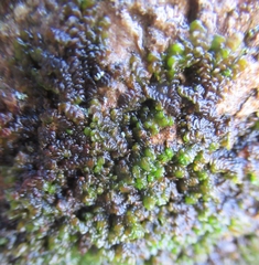 Frullania