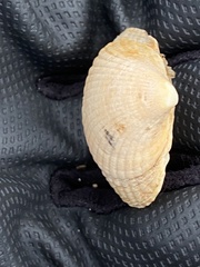 Cerastoderma edule