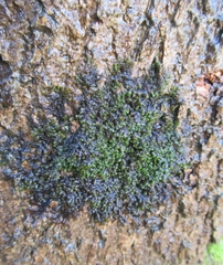 Frullania