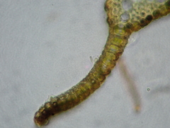 Tortella pseudofragilis