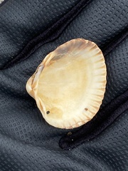 Cerastoderma edule