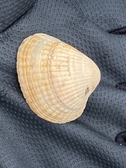 Cerastoderma edule
