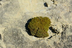 Tortella