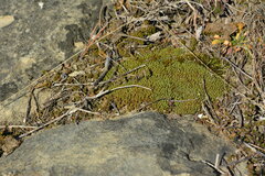 Tortella