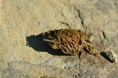 Tortella