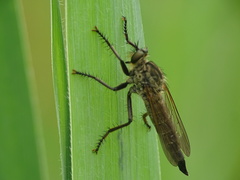 Eutolmus rufibarbis