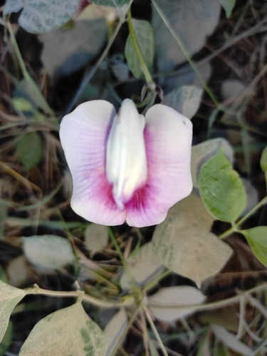 Image of Centrosema plumieri by (c) Brian Oakes Haiti Hunter, some rights reserved (CC BY)