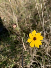 Coreopsis leavenworthii