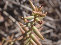 Crassula tetragona