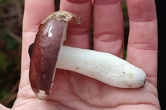 Russula caerulea
