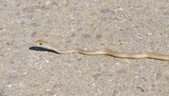 Masticophis bilineatus