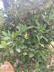 Pleradenophora bilocularis