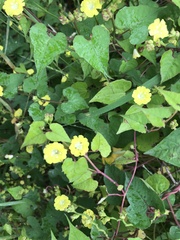 Merremia hederacea