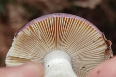 Russula caerulea