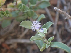 Polygala asbestina