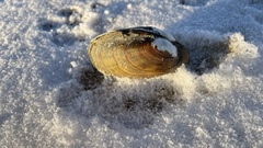 Lampsilis siliquoidea