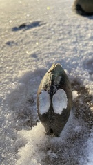 Lampsilis siliquoidea