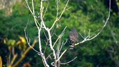 Rupornis magnirostris