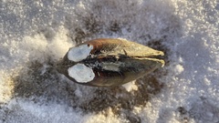 Lampsilis siliquoidea