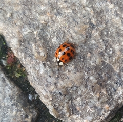 Harmonia axyridis