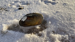 Lampsilis siliquoidea