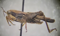 Tettigidea