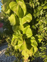 Polyscias scutellaria