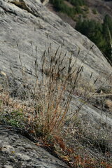 Dianthus fragrans
