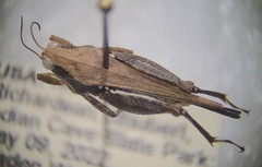 Tettigidea