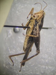 Tettigidea