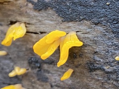 Dacrymycetaceae