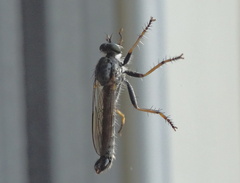 Neomochtherus geniculatus