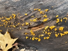 Dacrymycetaceae