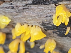 Dacrymycetaceae