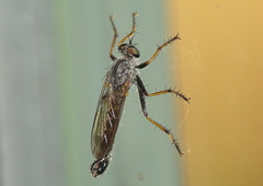 Neomochtherus geniculatus