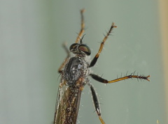 Neomochtherus geniculatus