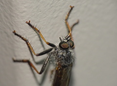 Neomochtherus geniculatus