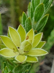 Oedera calycina