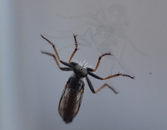 Neomochtherus geniculatus