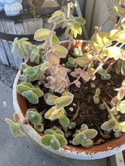 Cotyledon tomentosa