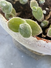 Cotyledon tomentosa