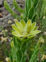 Oedera calycina