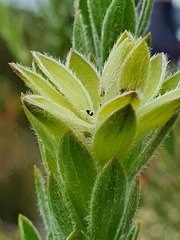 Oedera calycina