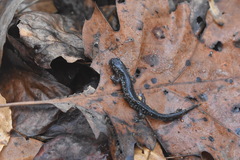 Plethodon glutinosus