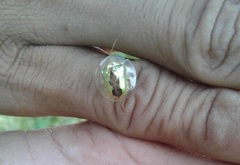 Coptocycla rufonotata