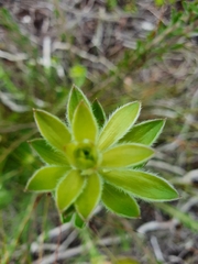Oedera calycina