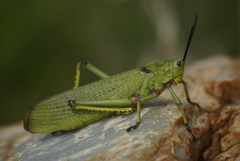 Phymateus viridipes