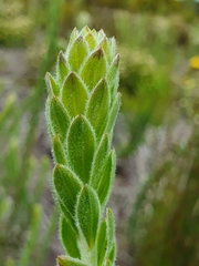 Oedera calycina