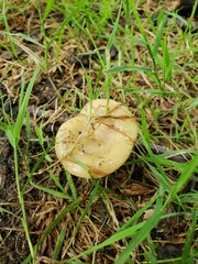 Russula pectinatoides